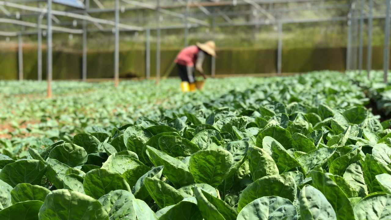 Disadvantages of a rooftop greenhouse